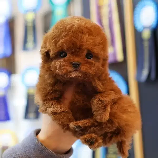 Micro Teacup Toy Poodle Bebeklerimiz
