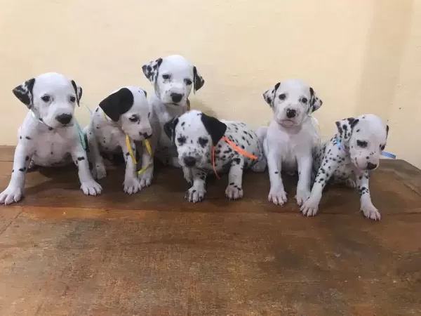 Irk Garantili Dalmaçyalı Yavruları