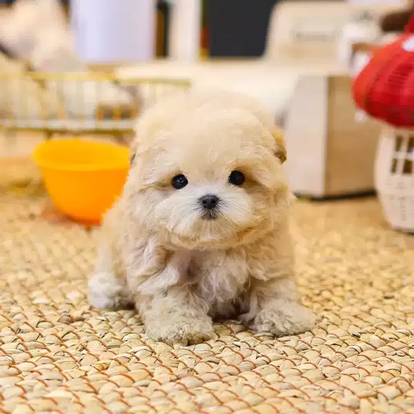 Akil Kupu Koreli Toy Poodle Cocuklarim