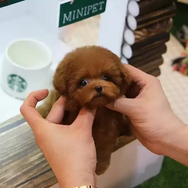 Kızıl Renk Harika Toy Poodle Bebişlerimiz