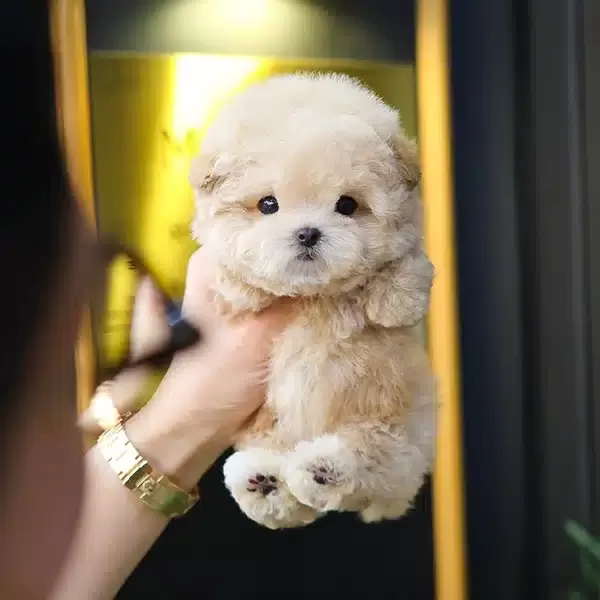 Akil Kupu Koreli Toy Poodle Cocuklarim
