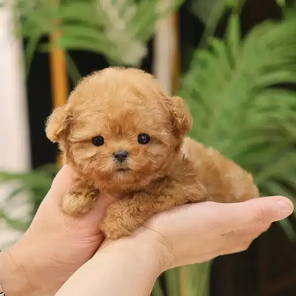 Seker Tadinda Ozel Kore Poodle Cocuklarim