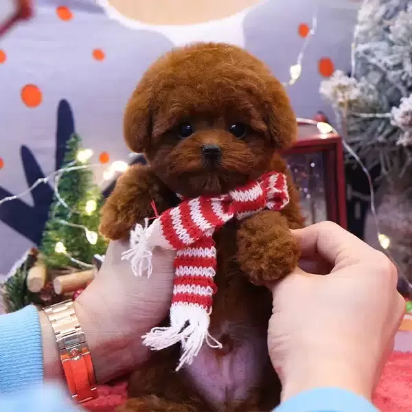 Show Kalite Red Brown Korean Toy Poodle Yavrularım