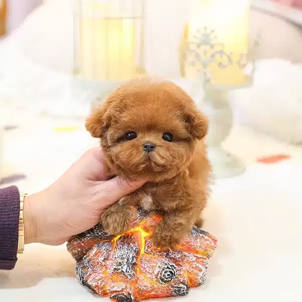 Enfes Guzellikteki Toy Poodle Bebişlerimiz