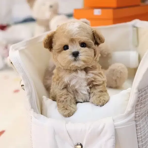 Ipeksi Guzellikteki Toy Poodle Bebislerim