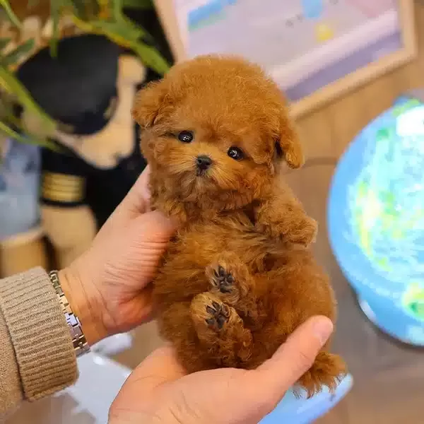 Daha Ust Kalitesi Olmayan Toy Poodle Cocuklarimiz