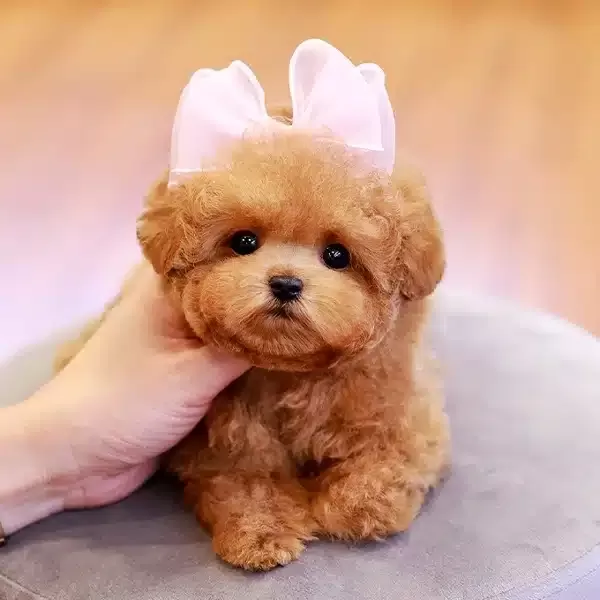 Korean Export Toy Poodle Cocuklarim