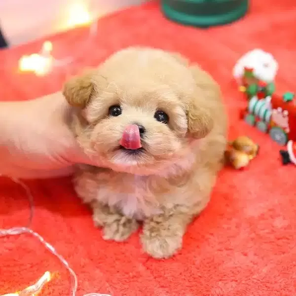 Saglik Ve Irk Garantili Toy Poodle Bebeklerimiz