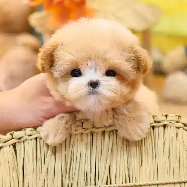 Tatli Ve Seker Ozel Kore Maltipoo Bebeklerim