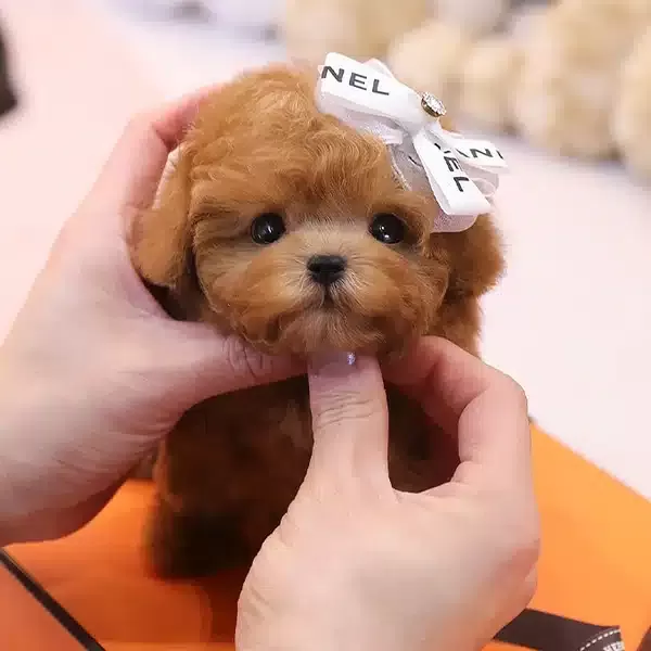 Gucci Ve Koko Yavrum Ozel Toy Poodle Bebeklerimiz