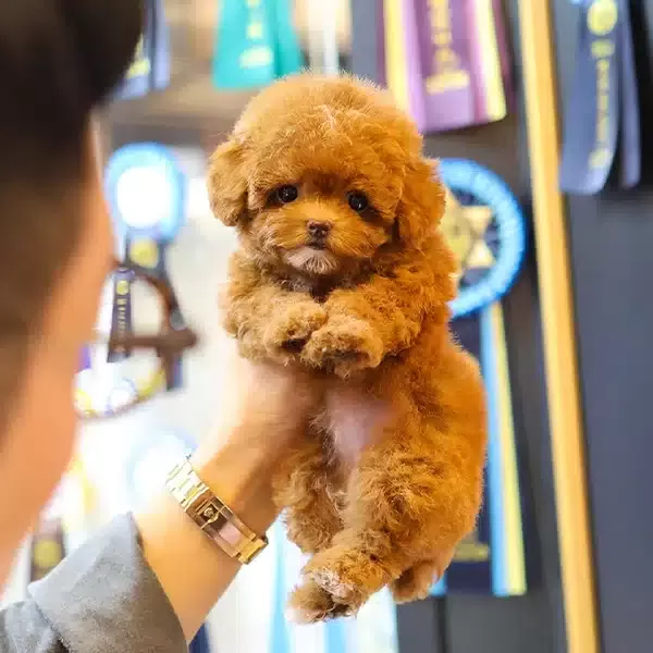 Cok Mu Cok Ozel Toy Poodle Bebeklerimiz