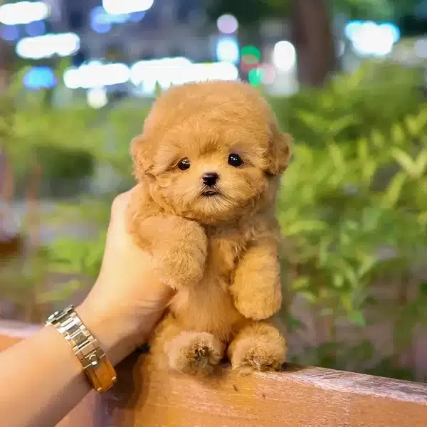 Cok Alilli Sevecen Kalpli Kore Toy Poodle Bebişlerimiz