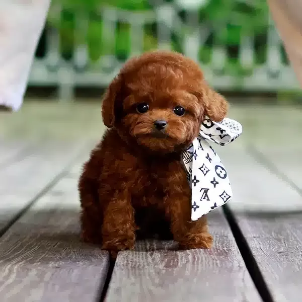 Muazzam tüy Yapisina Sahip Korean Toy Poodle Yavrularım