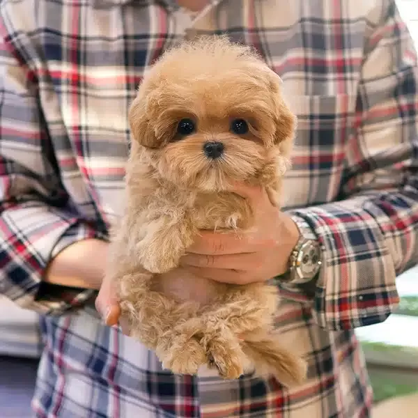 Top Kafa Korean Export Maltipoo Bebeklerim