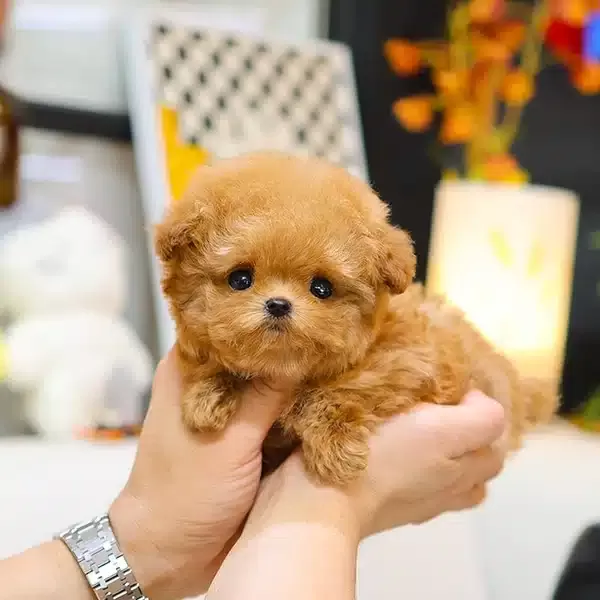 En Degerli En Ozel Korean Toy Poodle Cocugum
