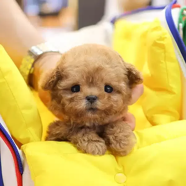 Seker Tadinda Ozel Kore Poodle Cocuklarim