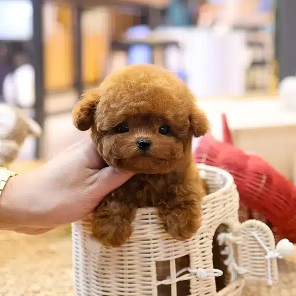 Sevgi Delisi Koreli Toy Poodle Yavrularım