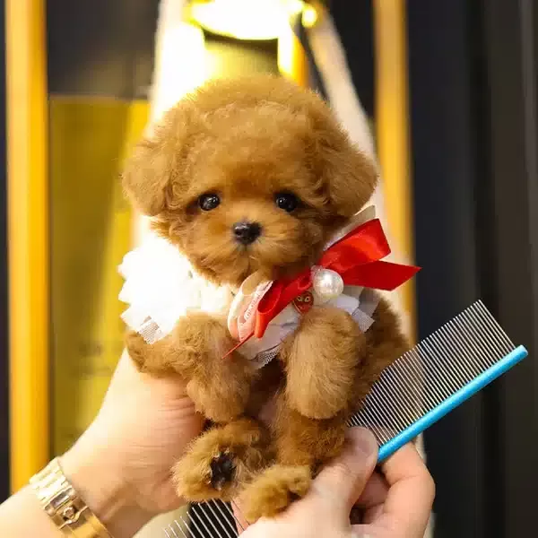 Cok Poncik güzel Sevimli Kore Toy Poodle Bebişlerimiz