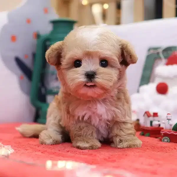 Ipeksi Guzellikteki Toy Poodle Bebislerim
