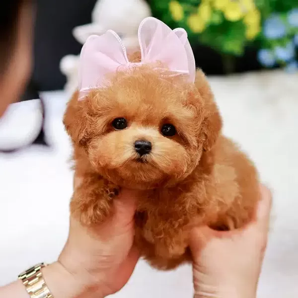 Korean Export Toy Poodle Cocuklarim