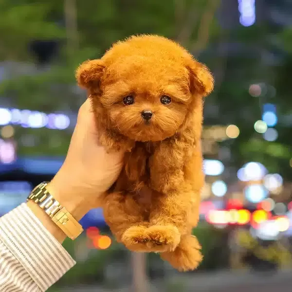 Prime Pati Gururla Sunar Korean Toy Poodle Bebişlerimiz