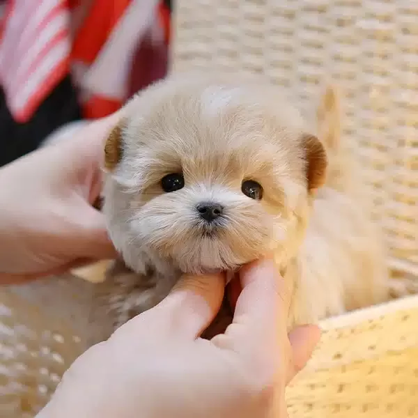 Koreden Gelen Enfes Guzellikteki Maltipoo Bebeklerim