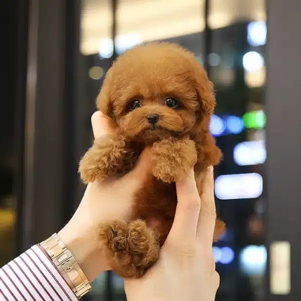 Kızıl Renk Harika Toy Poodle Bebişlerimiz