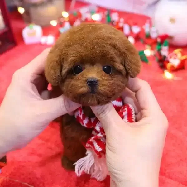 Show Kalite Red Brown Korean Toy Poodle Yavrularım