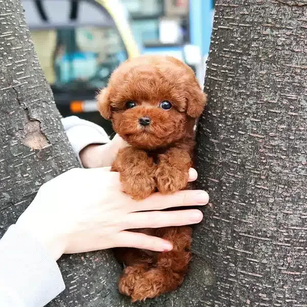 Korean Export Mukemmel Guzellikteki Toy Poodle Bebeklerimiz