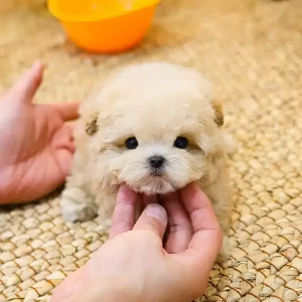 Akil Kupu Koreli Toy Poodle Cocuklarim