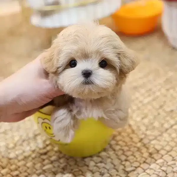 Top Kafa Ozel Maltipoo Bebeklerimiz