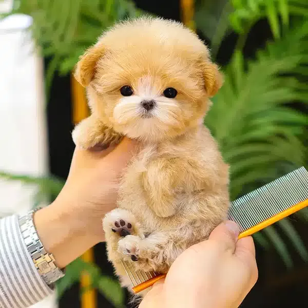 Tatli Ve Seker Ozel Kore Maltipoo Bebeklerim