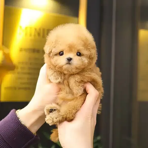 Enfes Guzellikteki Toy Poodle Bebişlerimiz