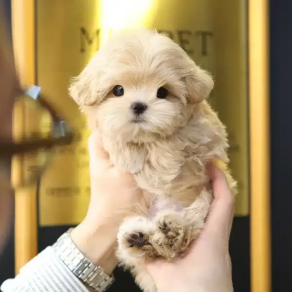 Top Kafa Ozel Maltipoo Bebeklerimiz