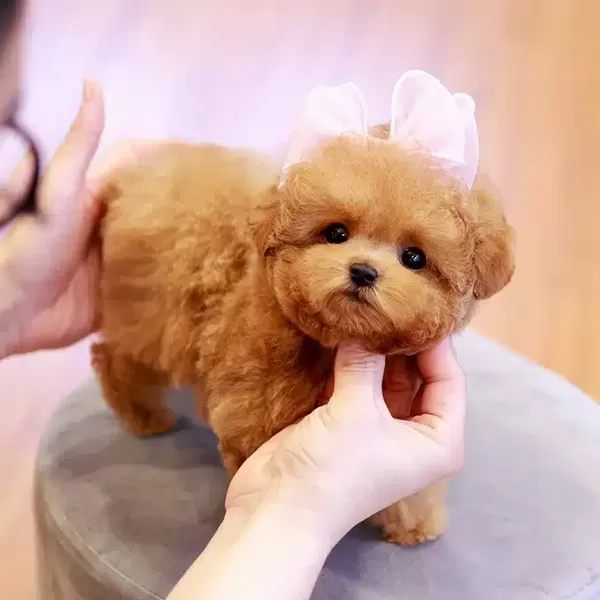 Korean Export Toy Poodle Cocuklarim