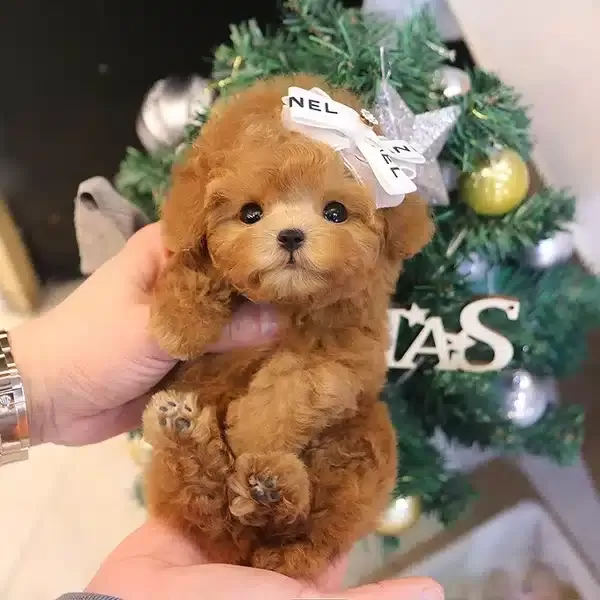 Gucci Ve Koko Yavrum Ozel Toy Poodle Bebeklerimiz