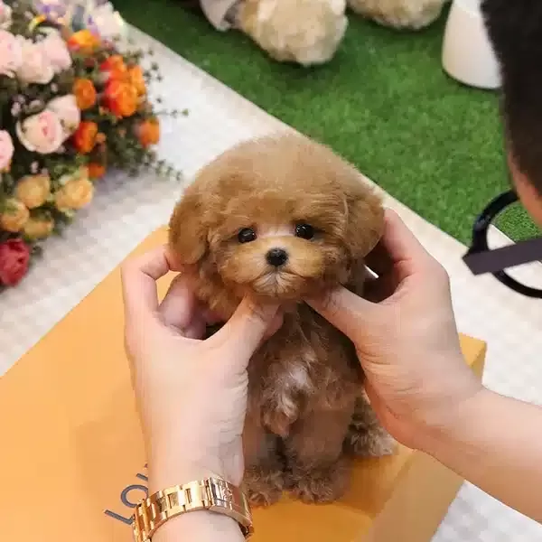 Eğitimli Saglik Garantili Toy Poodle Yavrularım