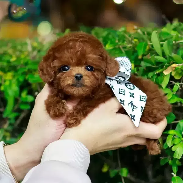 Muazzam tüy Yapisina Sahip Korean Toy Poodle Yavrularım