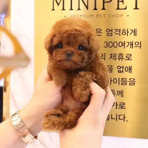 Irk Ve Saglik Garantili Toy Poodle Yavrularımiz