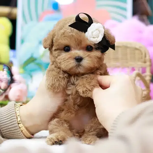 Masum Guzellikteki Korean Toy Poodle Yavrumuz