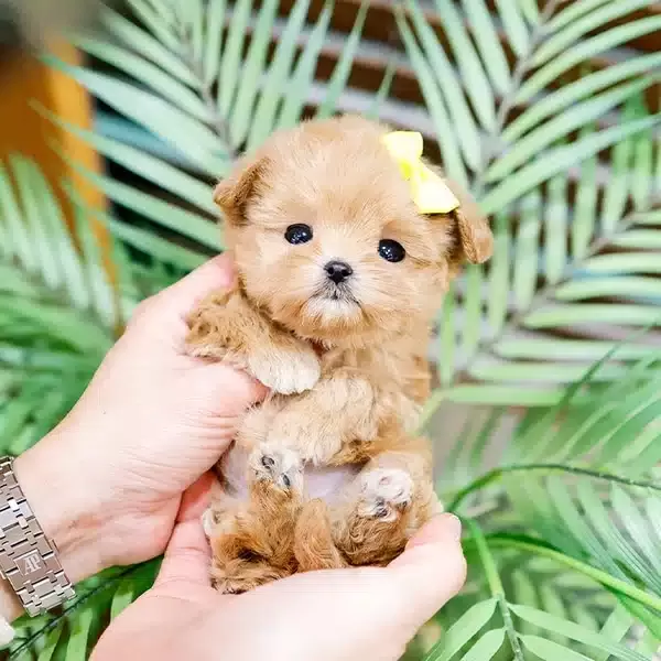 Oyuncak Gorunumlu Maltipoo Bebeklerim