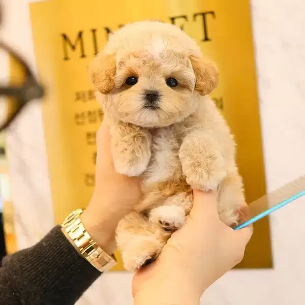 Ipeksi Kadife tüy Yapılı Toy Poodle Bebeklerim