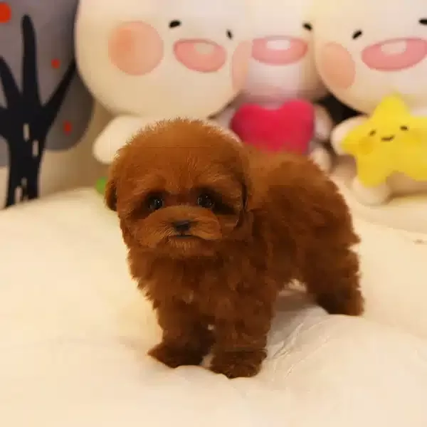 Kızıl Renk Harika Toy Poodle Bebişlerimiz