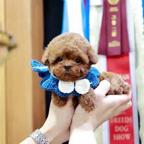 Red Brown Korean Guzellik Toy Poodle Yavrularım