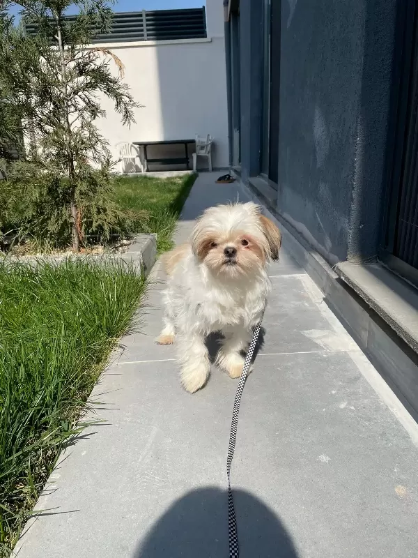 Dişi Safkan Shih Tzu