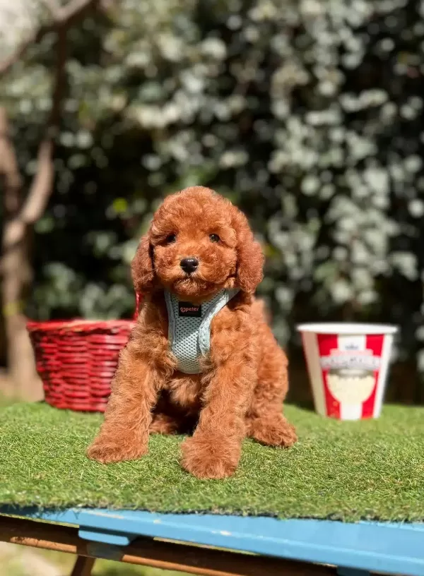 Super Star Toy Poodle