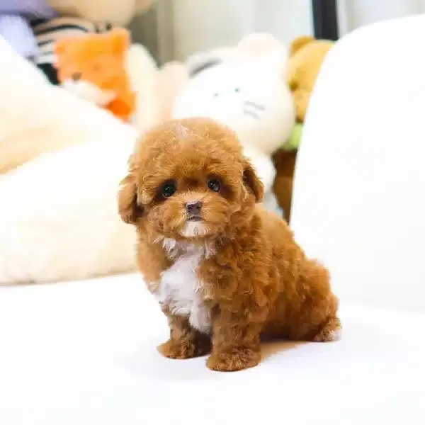 Cok Mu Cok Ozel Toy Poodle Bebeklerimiz