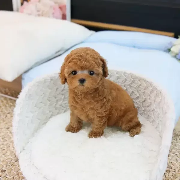 En Nadir Bulunan Korean Toy Poodle Bebişlerimiz
