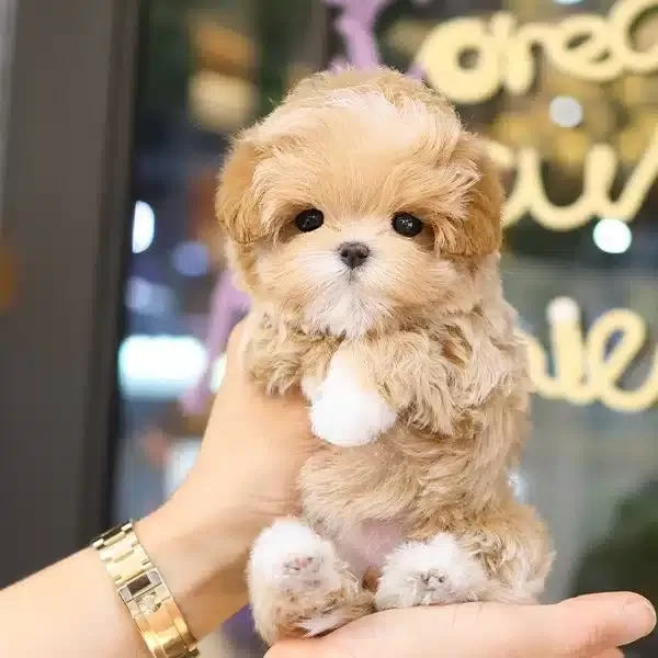 Super Zeki Ust Kalite Toy Poodle Yavrularım