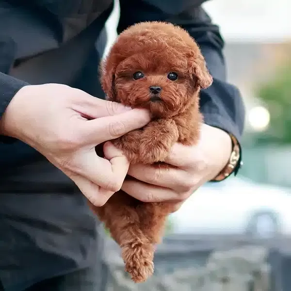 Seker Kivaminda Toy Poodle Yavrularım